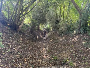 Ecouter le vent souffler dans le bois de Dozulé et respirer ! - Barbara - 5