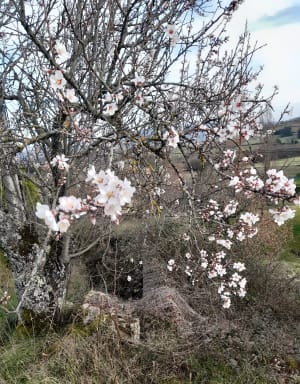 Entre vignes et bois depuis St-Jean-des-Vignes - Céline - 6