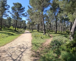 Au cœur des Alpilles par Saint-Gabriel et le vallon de la Lèque - Fontvieille - 8
