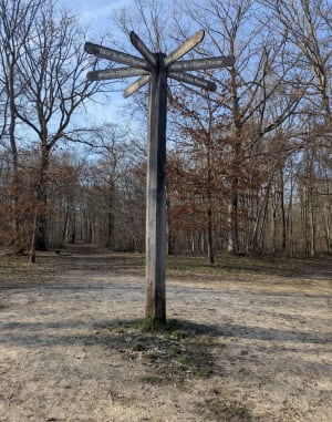 Balade en forêt de Cheptainville - Cheptainville - 6
