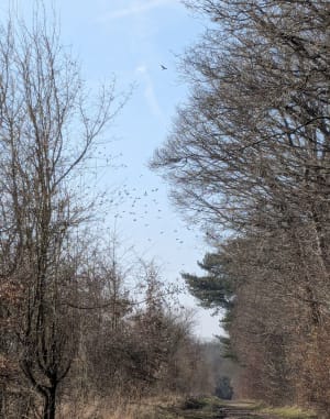 Balade en forêt de Cheptainville - Cheptainville - 7
