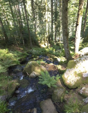 Echappée en forêt de Gérardmer et cascades mélodieuses - STEPHANE - 9