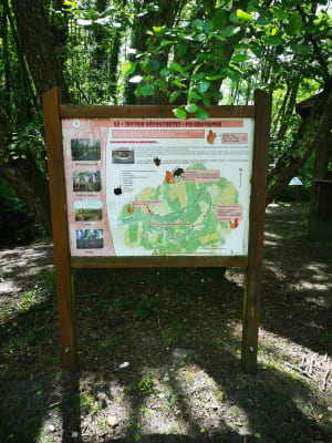 Sentier de Graviange et ses pins - Dayez - 2