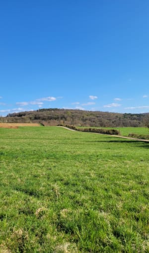 A la recherche des orchidées à Pelouse de Folle - Bucey-lès-Gy - 7