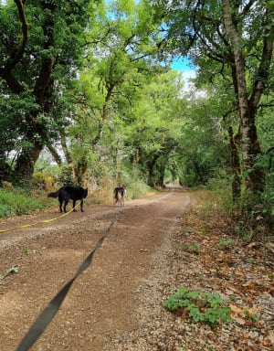 Les causses de Miers - Miers - 11