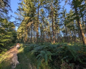 Ver-sur-Launette et promenade envoûtante dans la forêt - Ver-sur-Launette - 5