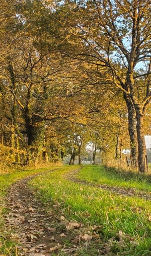 La grave Vigne et forêt - Saint-André-de-Cubzac - 4