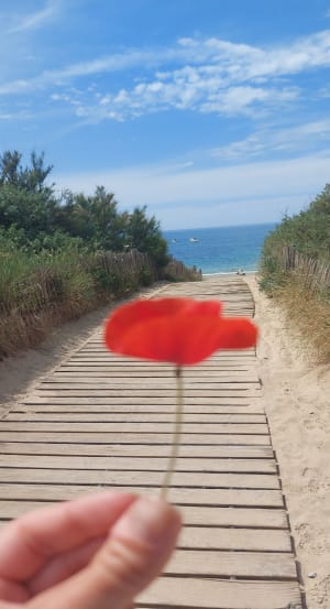 De Chaucre à Domino entre forêt et bord de mer - Saint-Georges-d'Oléron - 15