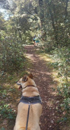 De Chaucre à Domino entre forêt et bord de mer - Saint-Georges-d'Oléron - 18
