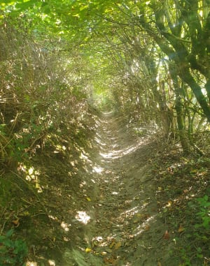 Wandelen in Monthermé en genieten van een stuk van de GR® 16 - Monthermé - 40