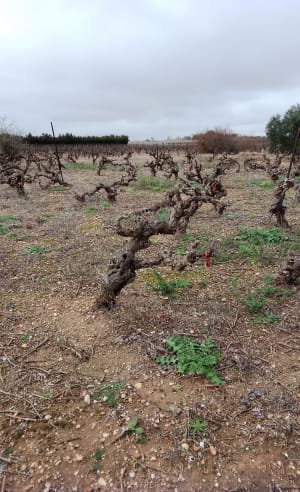 Petite balade entre les vignobles de Pinet et Pomérois - Pinet - 6