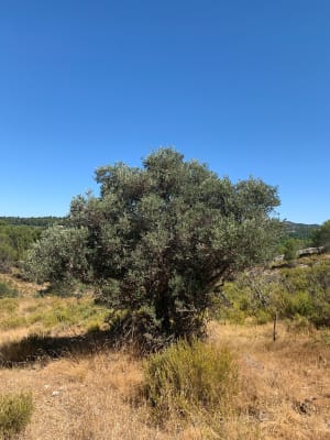 Les tours de Castillon - Paradou - 8