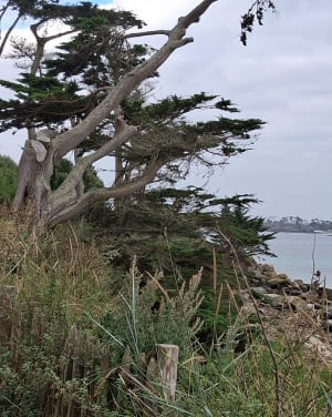 Grand tour de l'île de Batz et beauté de ses plages - Île de Batz - 10