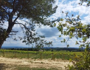 Rando/Trail à Vaucroze-Sorgues - Sorgues - 5