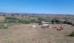 Sauveterre en zijn wandelpaden - Sainte-Enimie - 2