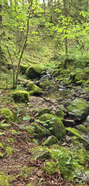 Saut de la Bourrique et Tête de Mérelle à Géradmer - Gérardmer - 41