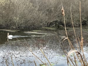 Petit tour en bordure du lac d'Aureihan - Mimizan - 5