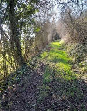 Le bois de Sus Saint Léger - Sus-Saint-Léger - 6