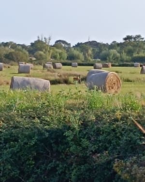 Sentier des Gruettes - Notre-Dame-de-Riez - 4