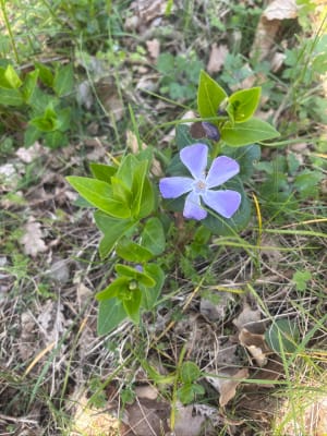 Roiffieux de Plat de la Chaux, par Lemps - Roiffieux - 4