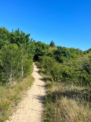 Dune du mont Saint Frieux - Dannes - 10