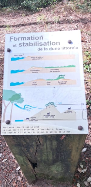 Forêt d'Escoublac à la Baule-les-Pins - La Baule-Escoublac - 6