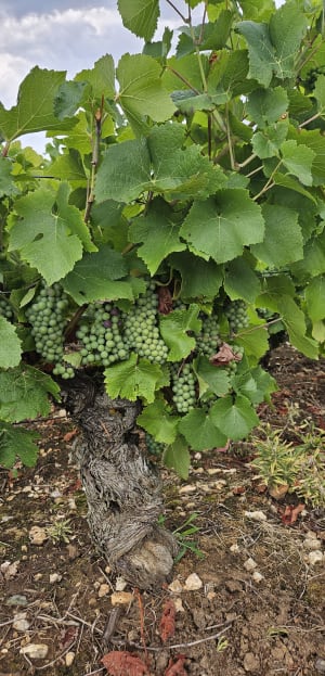 Jully-lès-Buxy par Ponneau et les Vignes du Clou - Jully-lès-Buxy - 5