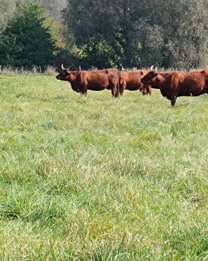 Bouffée d’air dans la campagne d'Haspres - Haspres - 5