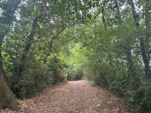 D'un château à l'autre, Bouliac, ses forêts et coteaux - Bouliac - 5
