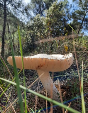 Balade tranquille Lubéron et fraîcheur de la source du Mirail - La Motte-D'Aigues - 12