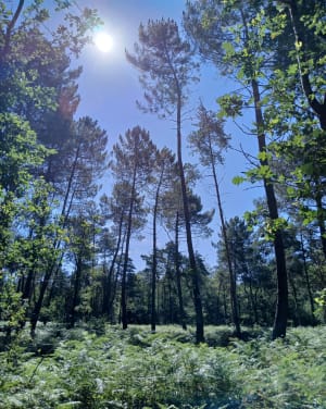 Excursie naar het hart van het bos van Scevolles - Guesnes - 11