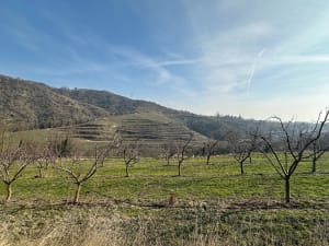 Balade entre Crozes-Hermitage et le belvédère Pierre-Aiguille - Crozes-Hermitage - 19
