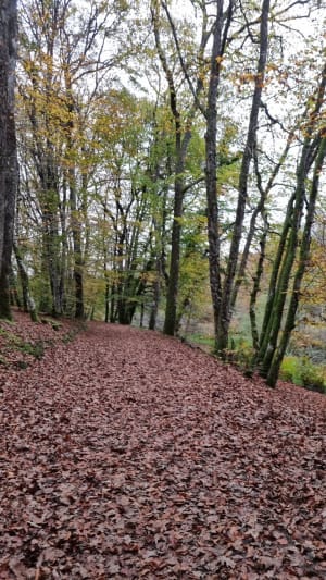 Balade en Forêt des Loges - Saint-Priest-sous-Aixe - 7