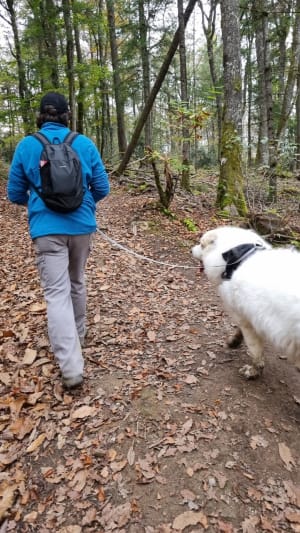 Balade en Forêt des Loges - Saint-Priest-sous-Aixe - 8