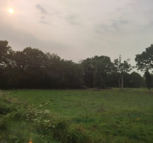 En forêt de Mesnil vers le Rocher des Fées - Mesnil-Roc'h - 3