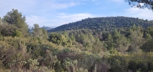 Sur les hauteurs de Simiane - Simiane-Collongue - 7