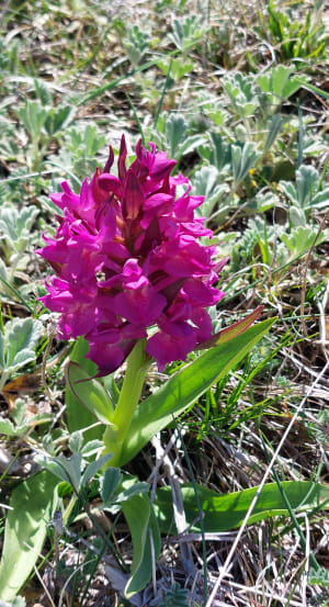 Très belle randonnée au Mont Cougoir - Teyssiéres - 6