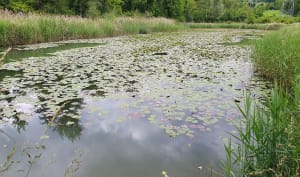 Balade autour de Contamine-sur-Arve - Contamine-sur-Arve - 11