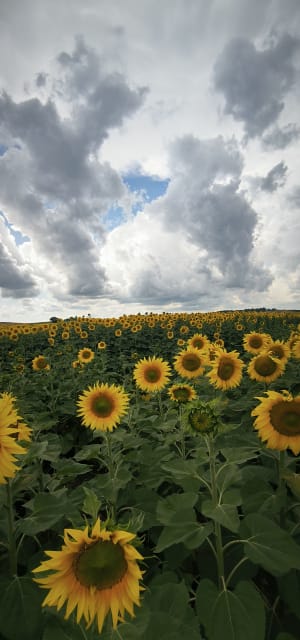 Avant la pluie à coté de Rambervilliers - Rambervillers - 4