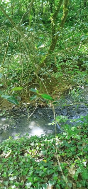 Bourg des comptes - les biches - Bourg-des-Comptes - 3