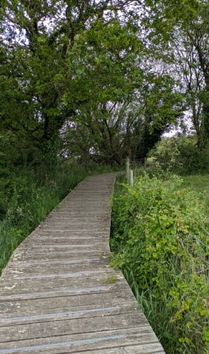 Surzur auprès des marais de Trémoyec - Surzur - 7