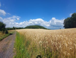 Sous les Volcans, les Bois murmurent - Chanat-la-Mouteyre - 8