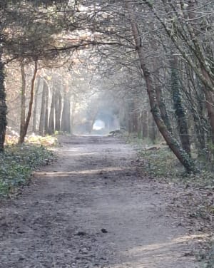 Forêt de Touffou - Vertou - 7