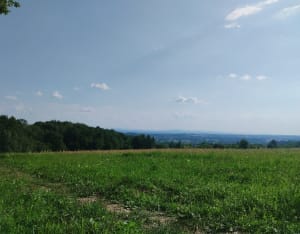 Las Wolski w Krakowie: Kontakt z naturą w mieście - Kraków - 3