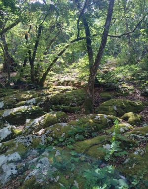 Tour du Roc de Chère - Talloires-Montmin - 14