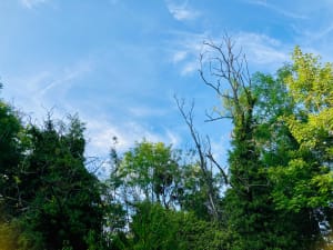 Détente dans les bois et forêts de Cormeilles à Franconville - Cormeilles-en-Parisis - 2
