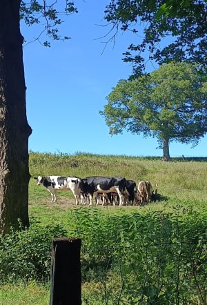 Moyenne boucle à Saligny - Bellevigny - 2