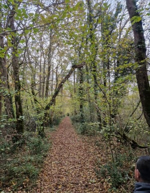 La Tournerie, le puits au milieu de la forêt - Bussac-sur-Charente - 4