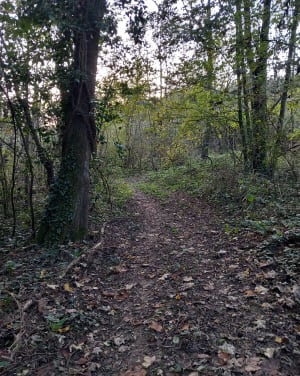 Au bord du ruisseau des échets , en sous bois - Fleurieu-sur-Saône - 17