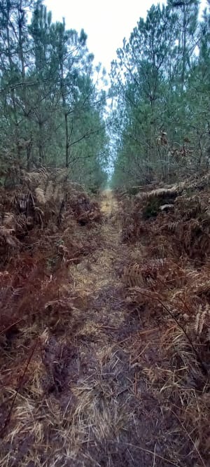 Randonnée dans la forêt de Saint Benoît La Forêt - Saint-Benoît-la-Forêt - 9